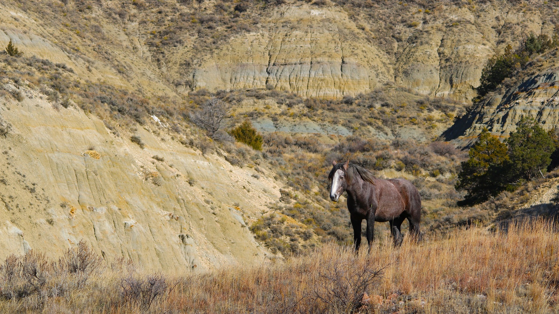 North-Dakota-3 Wildpferd